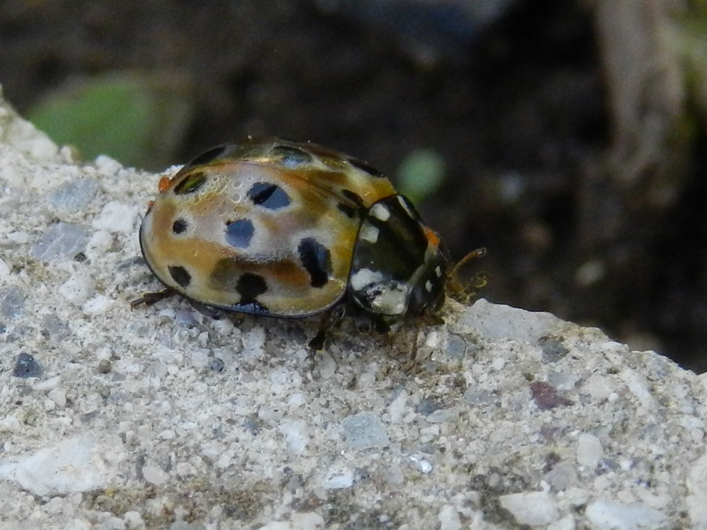 coccinella marroncina Anatis ocellata Natura Mediterraneo